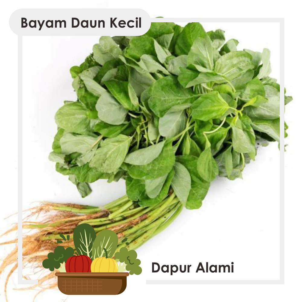 

Bayam Daun Kecil Segar Per Ikat ~ Sayur Jogja