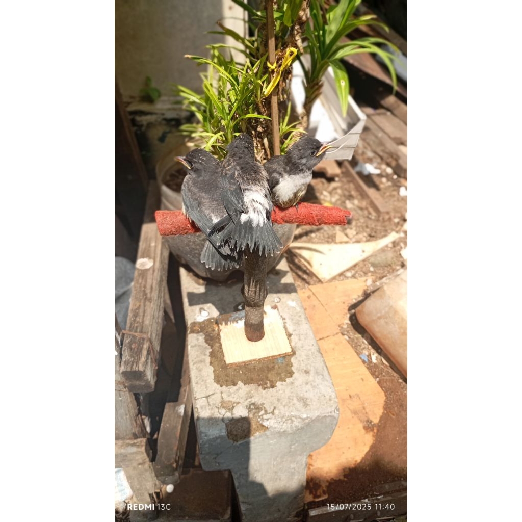 burung kekep babi bahan Freefly/Masteran