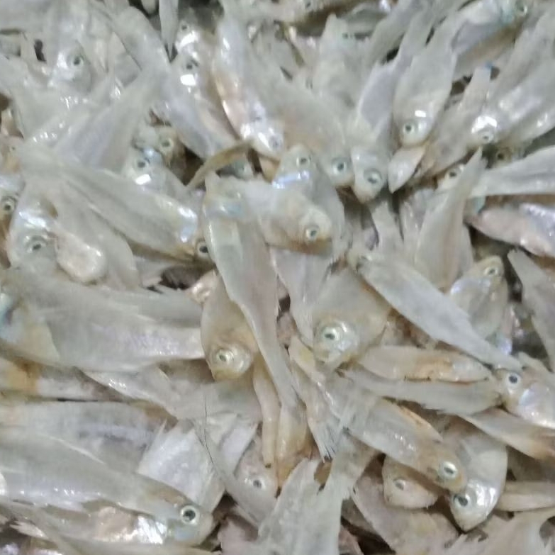 

Ikan wader laut murah segar