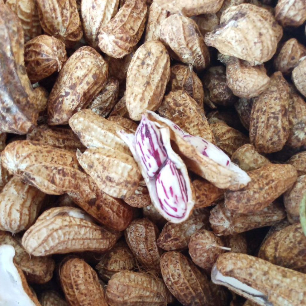 

suuk kacang tanah lurik Garuda batik ungu renyah pulen