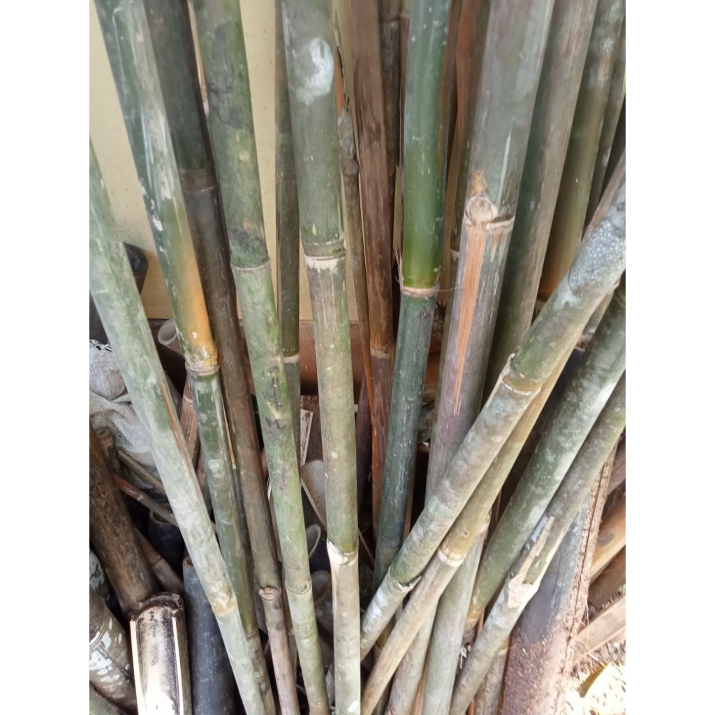 Bambu gantar/tongkat bambu/ruas bambu kecil panjang 1m