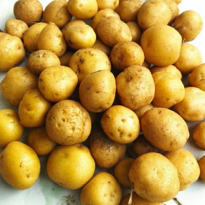 

kentang kecil/ares,,,500gr