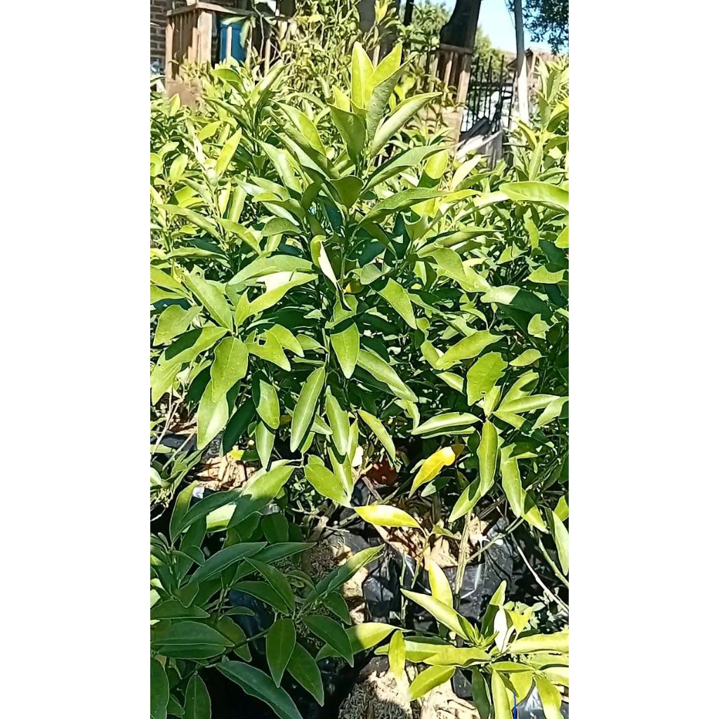 bibit jeruk nagami super berbuah