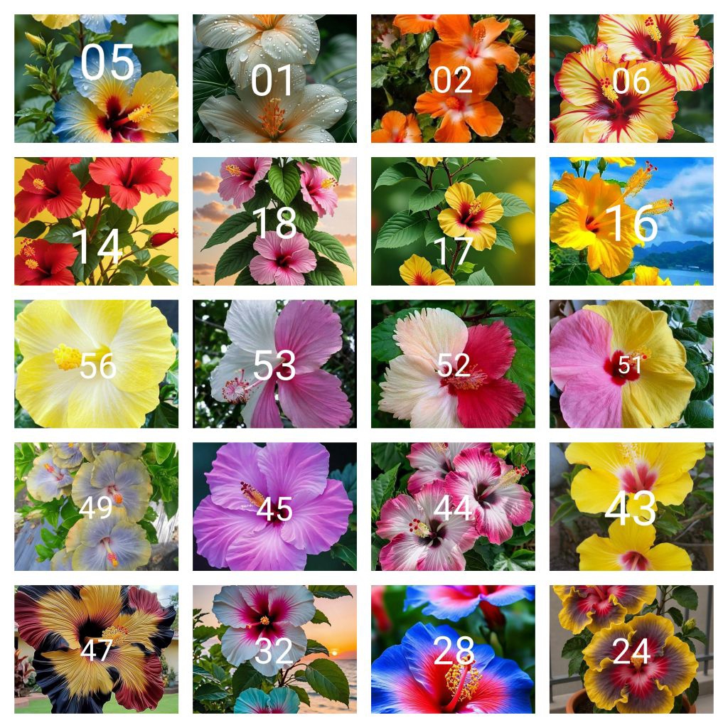 Tanaman hias paket 20 kembang sepatu jenis2x bunga