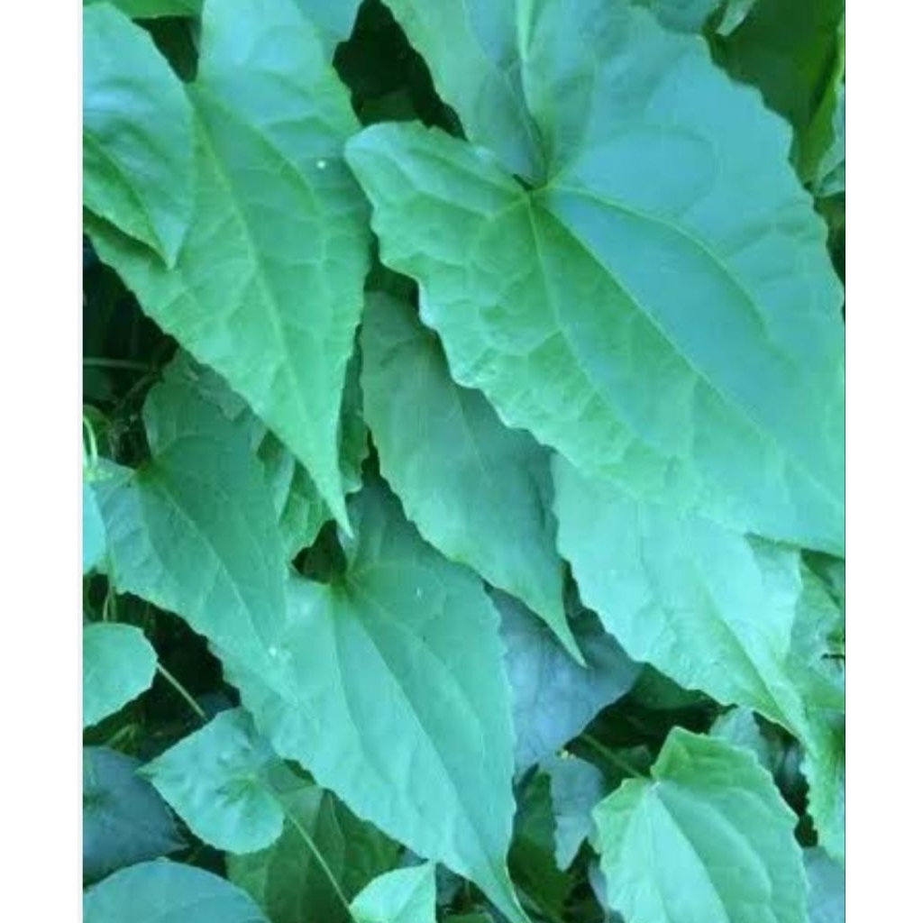 

Daun sembung rambat/daun balakacida segar 500 gram