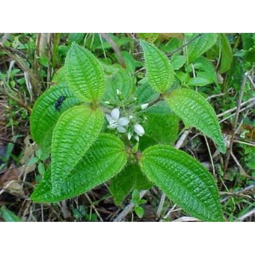 

daun harendong bulu fresh segar berkualitas jamin per 1 lembar