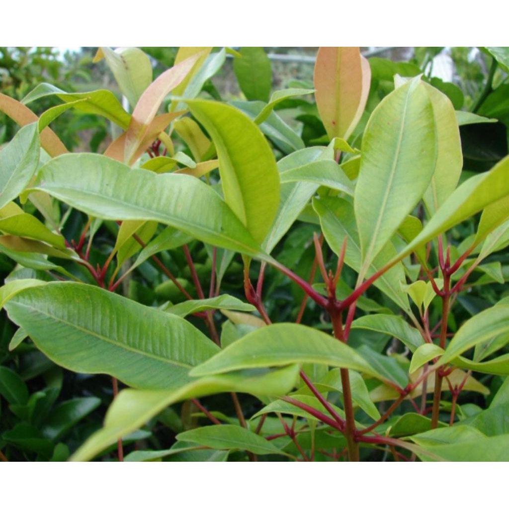 

DAUN CENGKEH OBAT HERBAL ALAMI