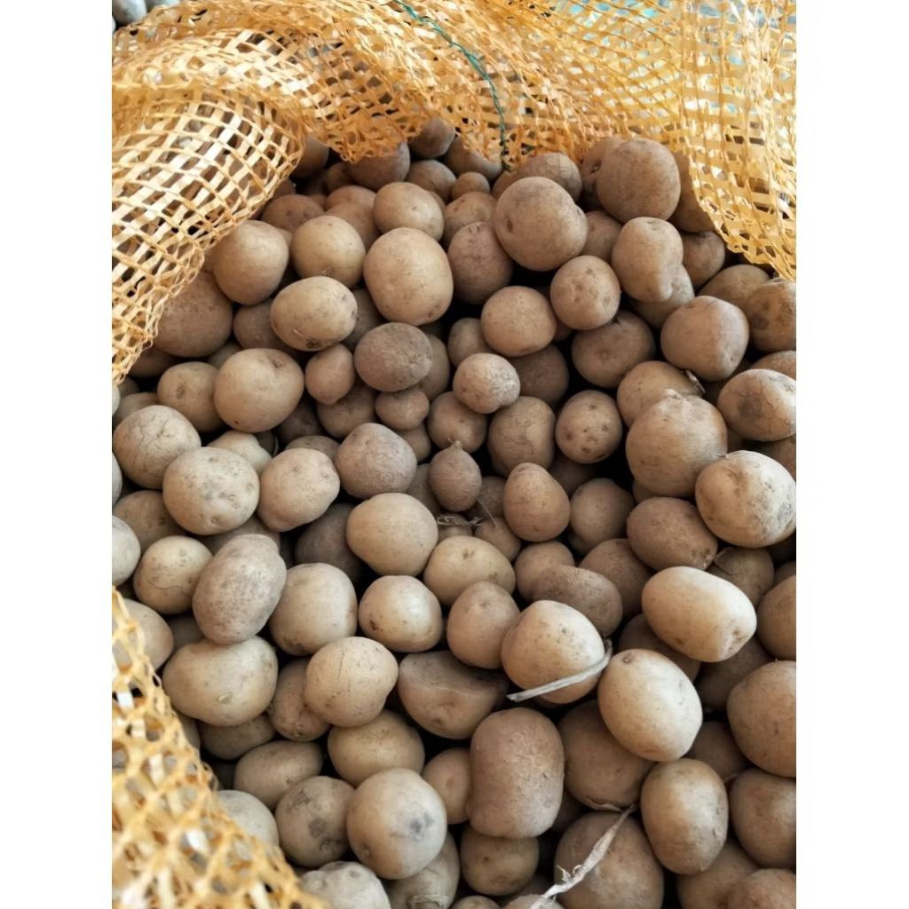 

Kentang Baby Potato Rendang Dieng Fress 1kg