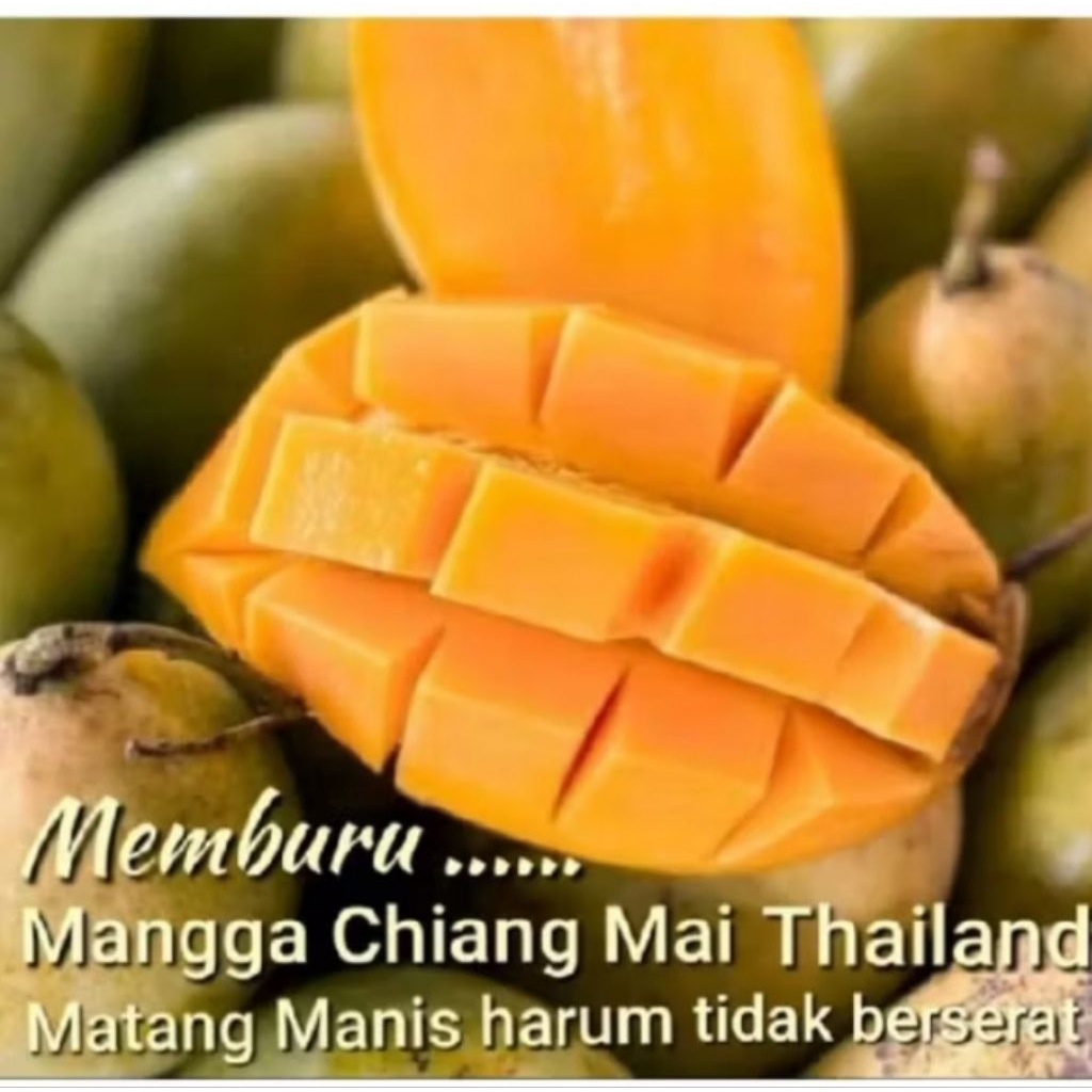 

MANGGA CHIANG MAI THAILAD ( MATANG MANIS ) 1 KG