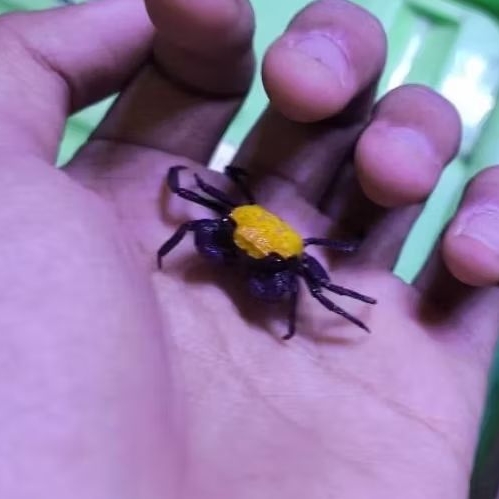 

kepiting hias lemon / kepiting lemon / kepiting kuning / kepiting hias air tawar / lemon crab / lemon / kepiting