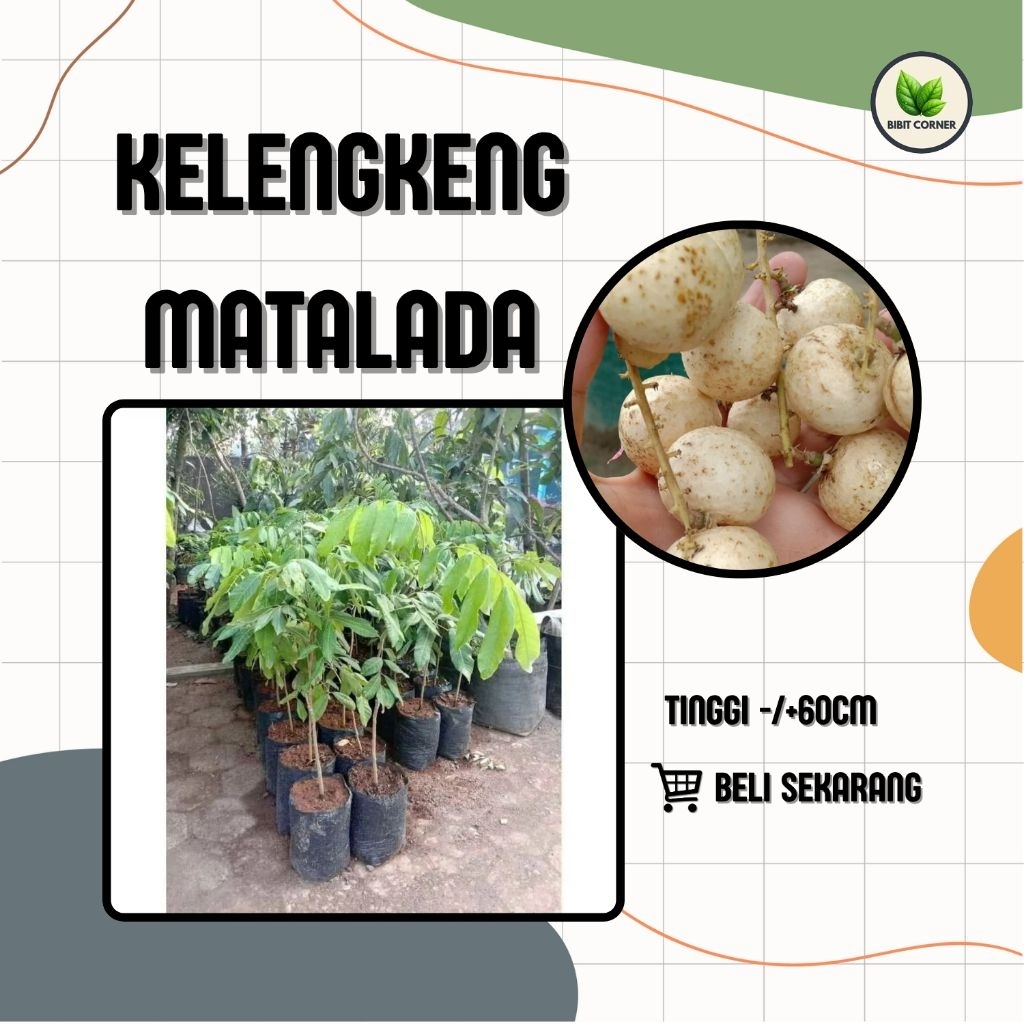 Bibit Kelengkeng Matalada Cangkok Cepat Berbuah
