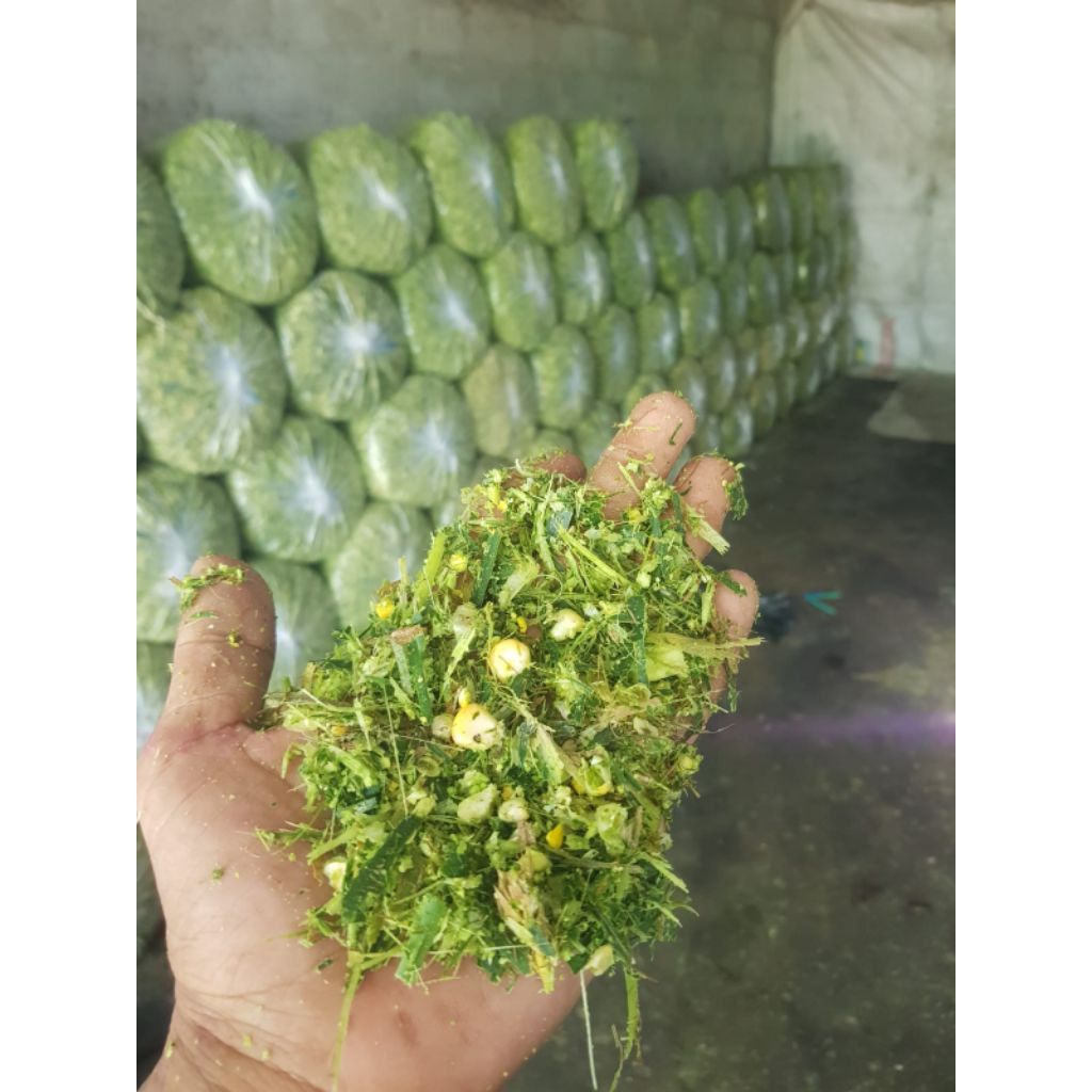 

Silase Tebon Jagung Pakan Kambing Domba Sapi kemasan 20kg