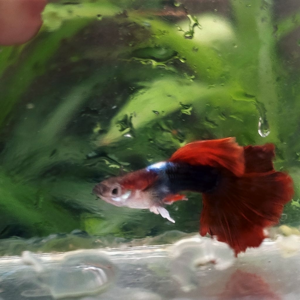 hiasan aquarium guppy HbRedRoseTail