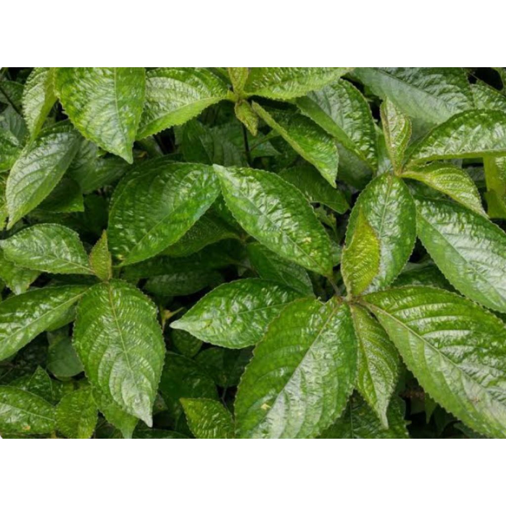 

Daun Keji Beling (kacipiring) segar dan kering 100gram