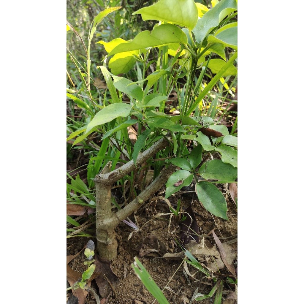 bahan bonsai tanaman Tlogosari realpic sesuai gambar