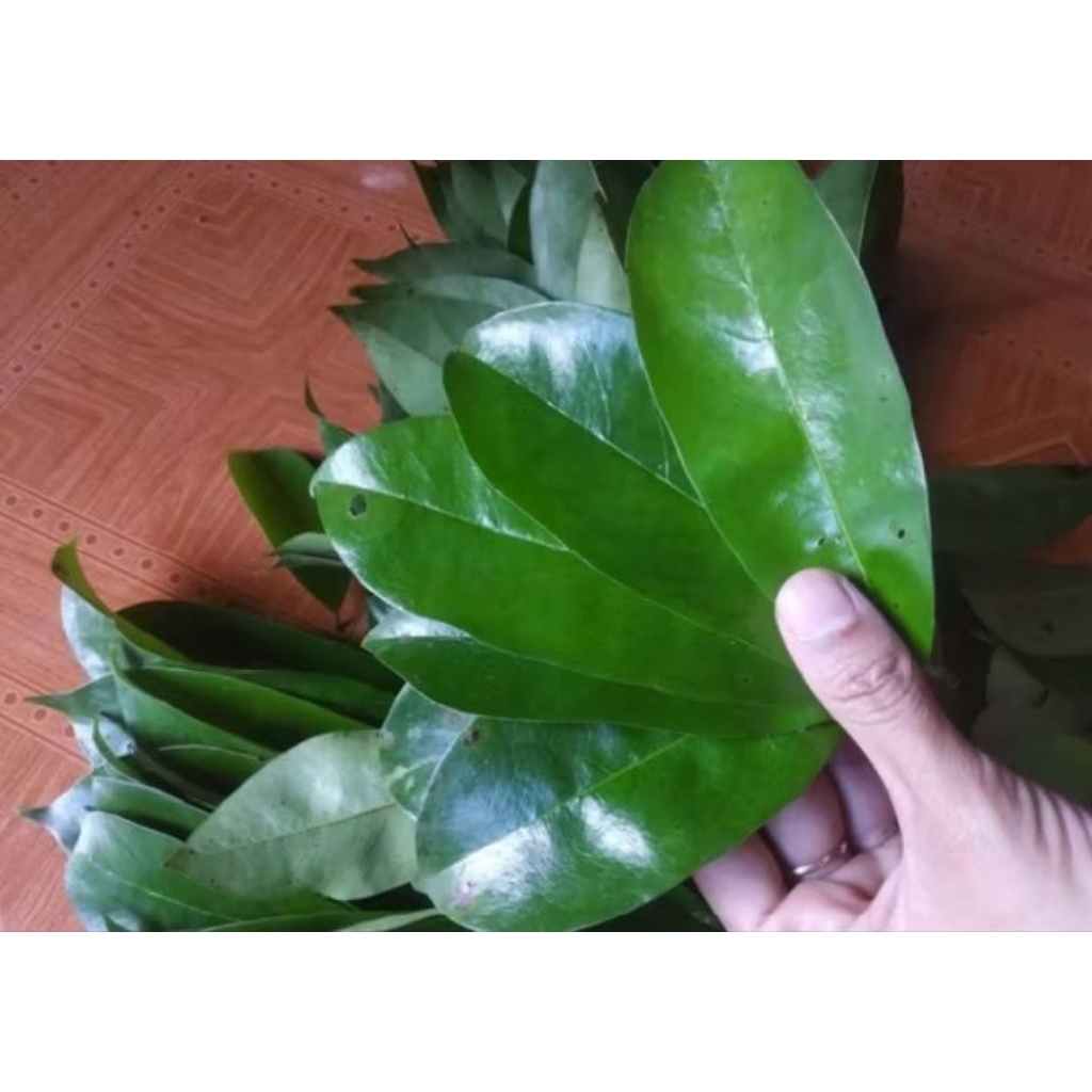 

Daun sirsak fresh 100 lembar ( gratis 50 lembar setiap pembelian )