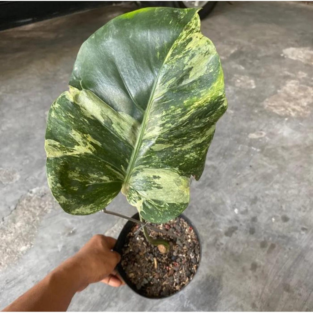 Monstera Oceana mint variegata (1daun pancing)