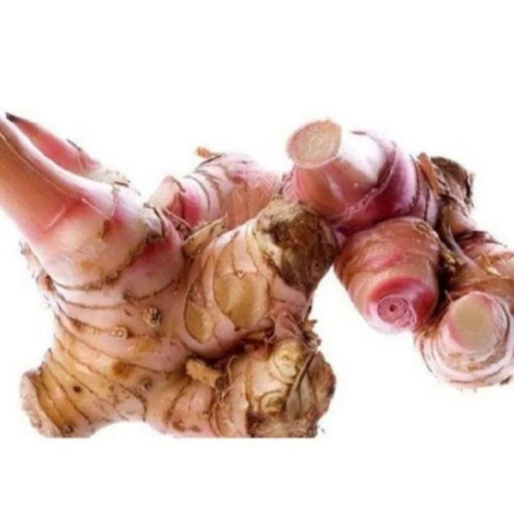 

Jahe merah tua fresh Red Ginger/Jahe segar