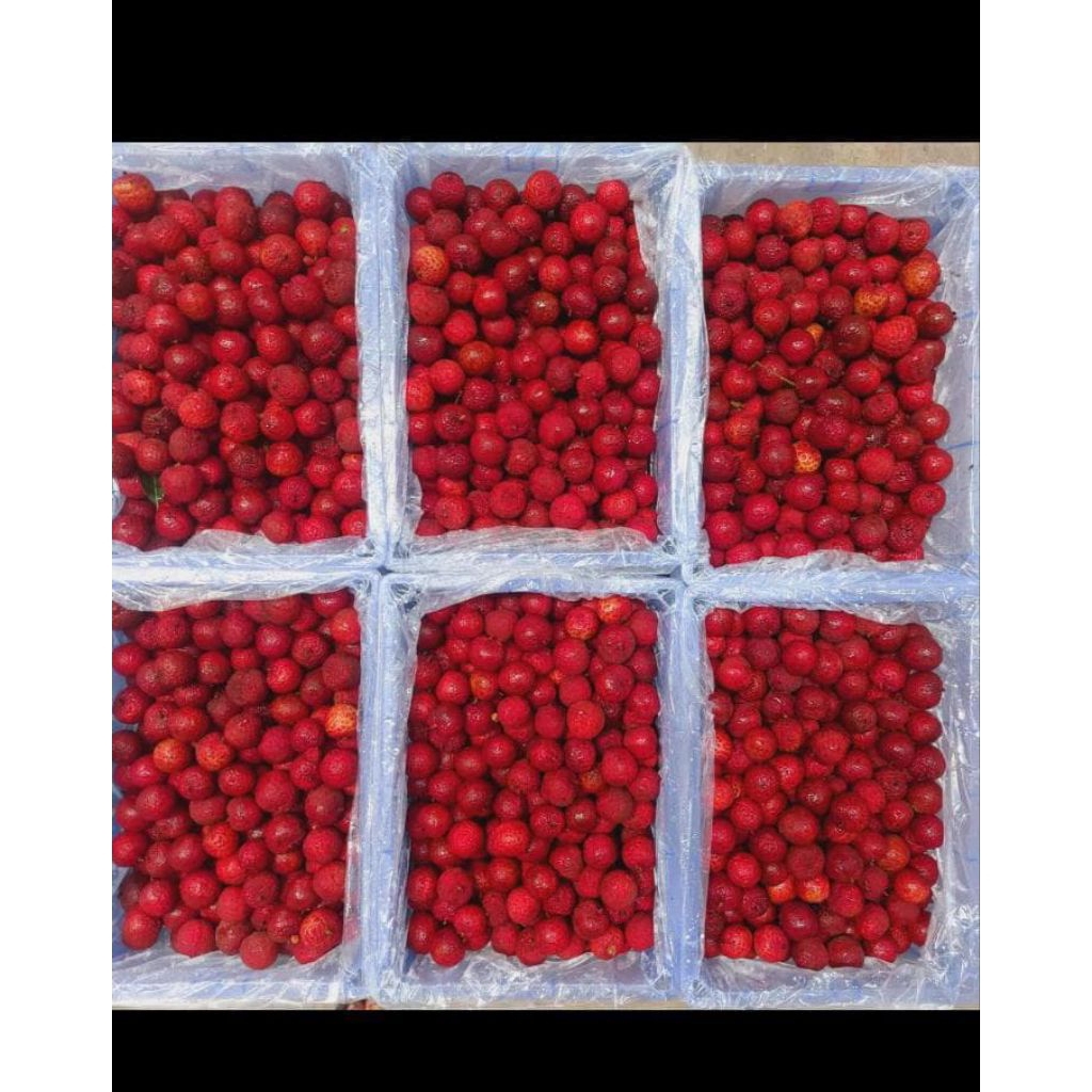 

LECI MADU MERAH MANIS FRES