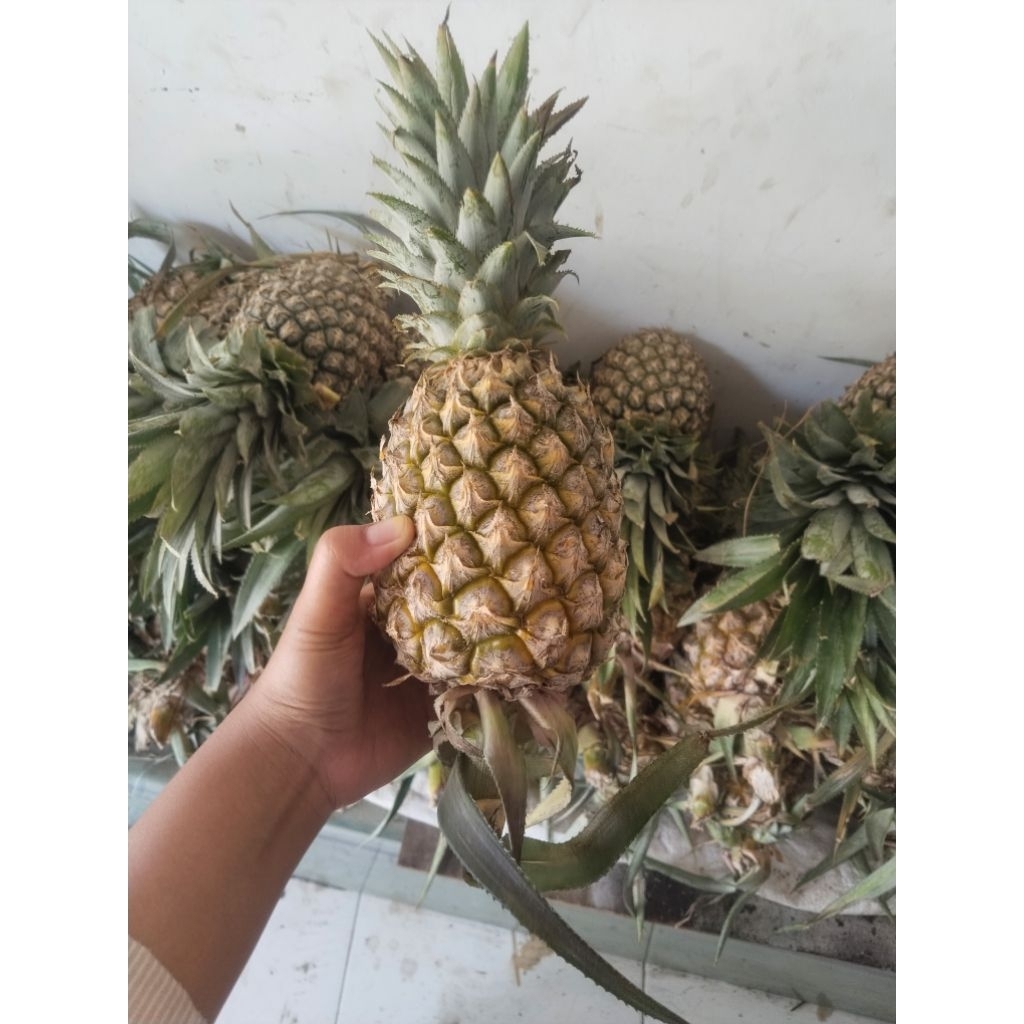 

nanas palembang/subang