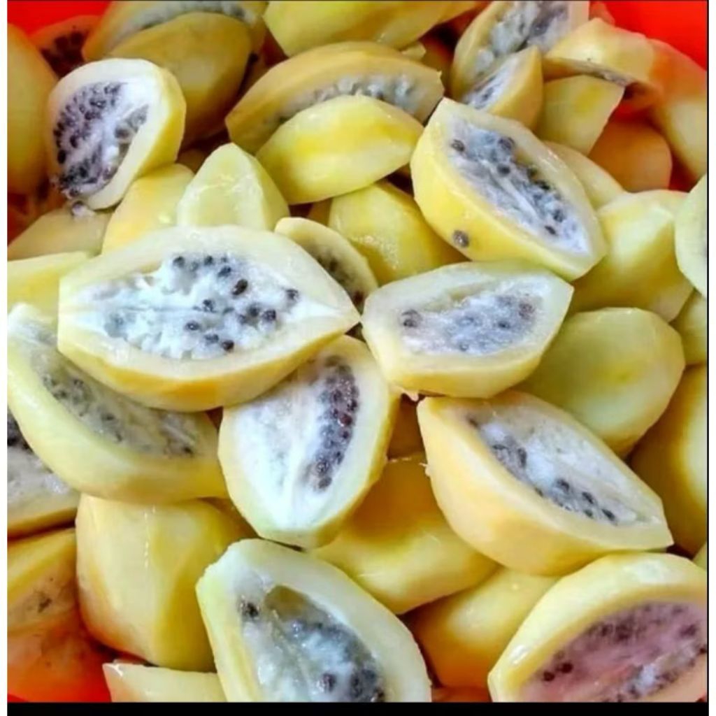 Biji benih pepaya buah carica/pepaya gunung