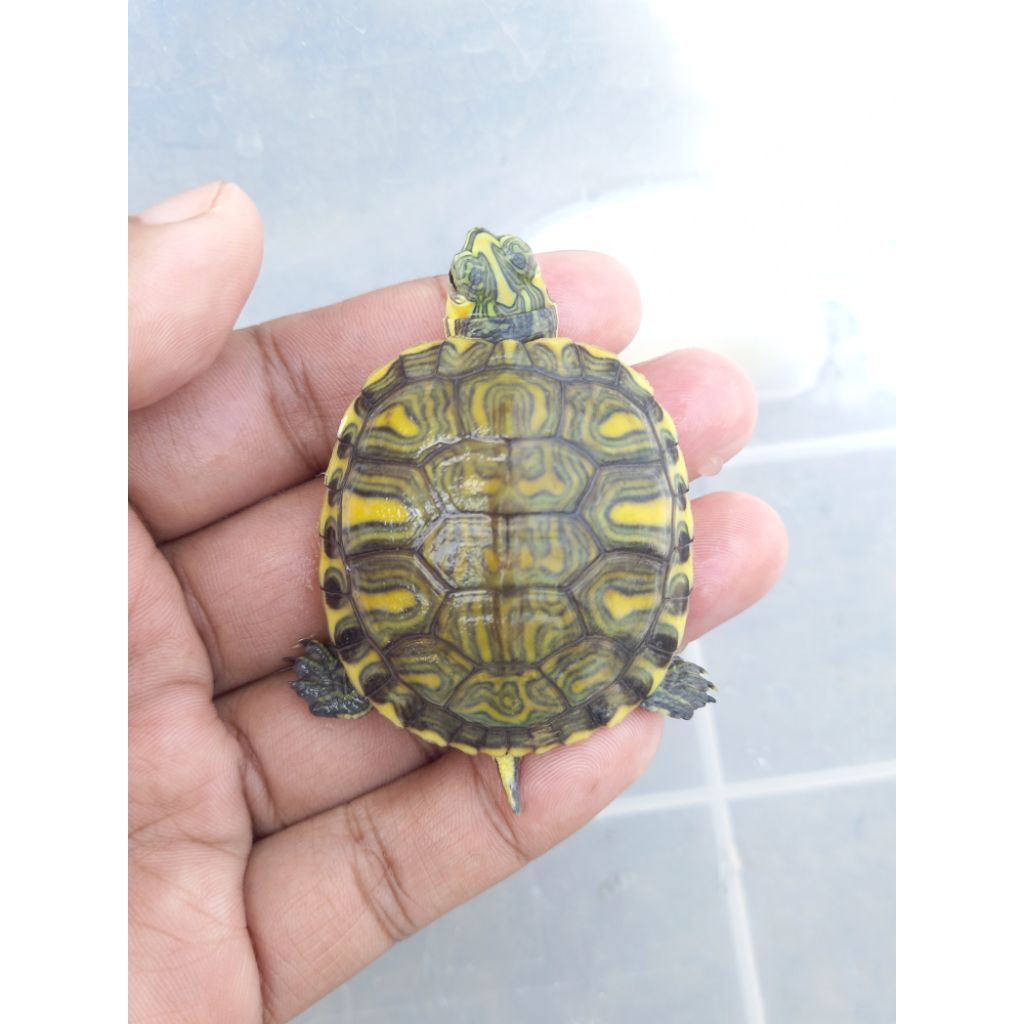 kura kura air yellow belly 3-4cm