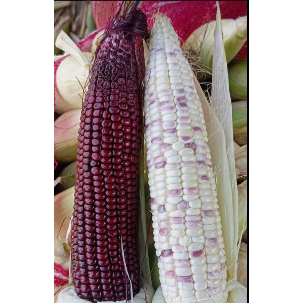 

mix jagung ungu dan batik