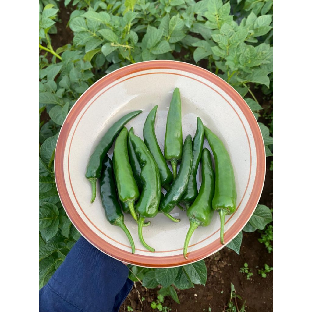 

CABAI JAWA 1 Kg - pedas sedang