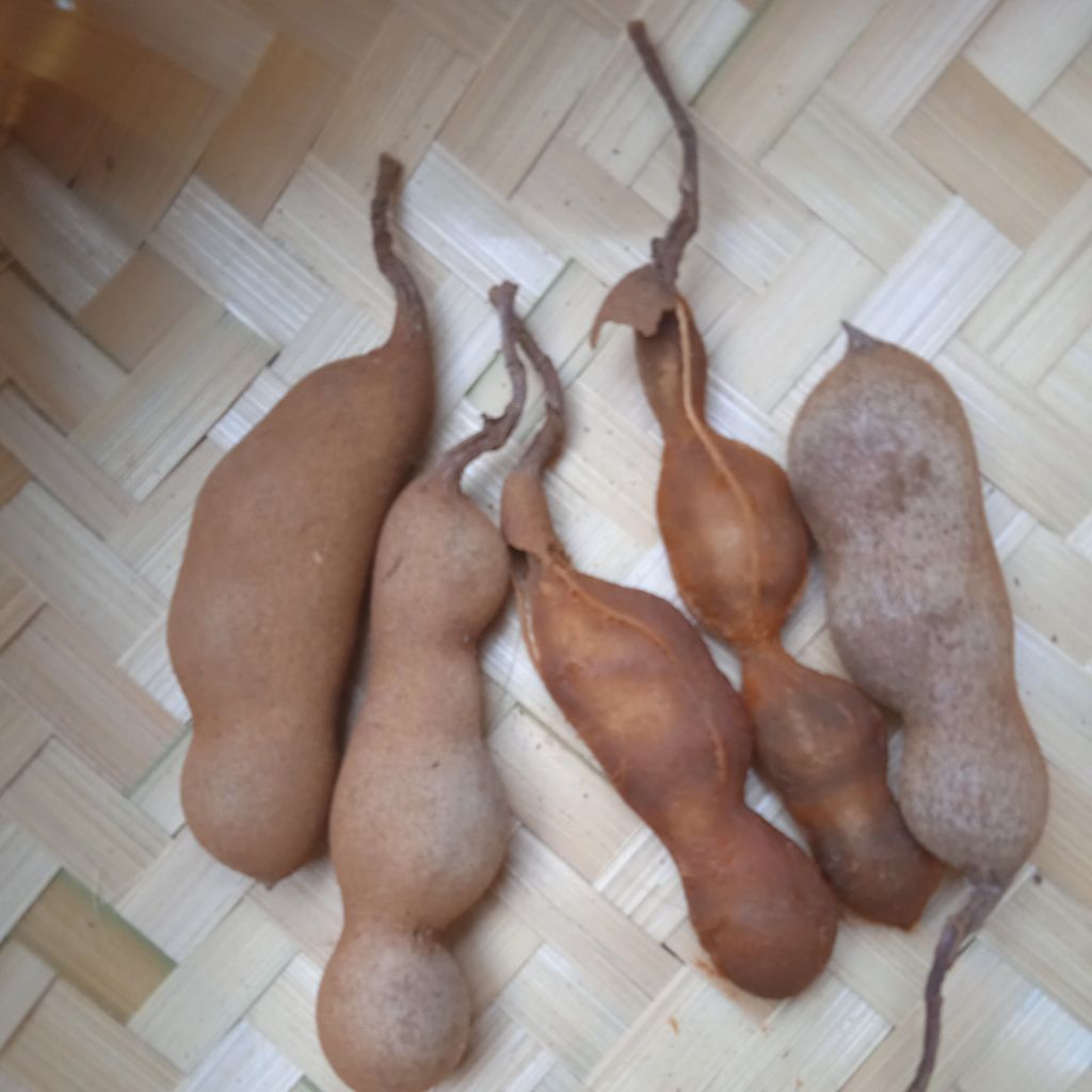 

asam jawa segar 1kg Rp. 15000,00 saja