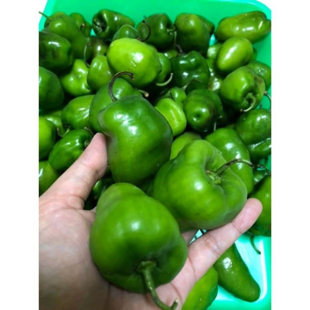 

Cabai Gendot / Cabai Habanero 500 gr