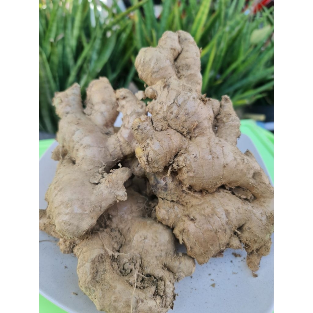 

Jahe lokal /Jahe fresh besar