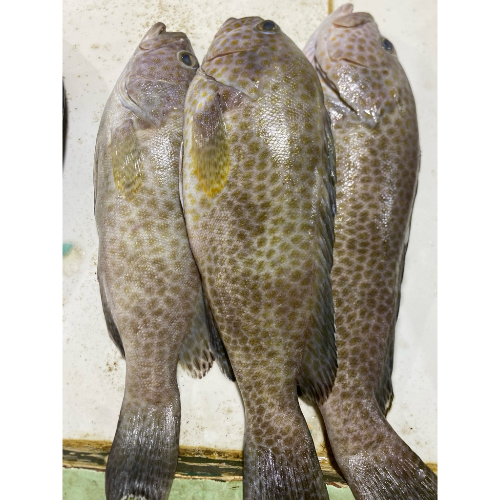 

Ikan Kerapu Tutul Fresh 1kg Isi 1-3