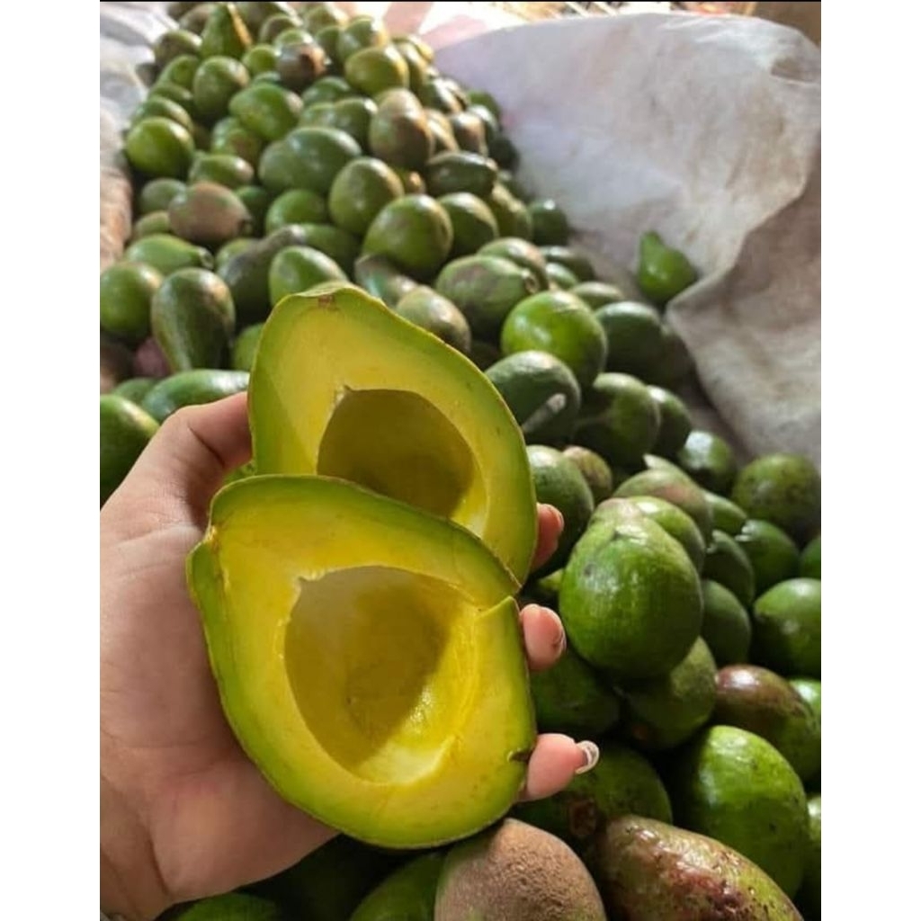 

alpukat mentega lokal 1kg