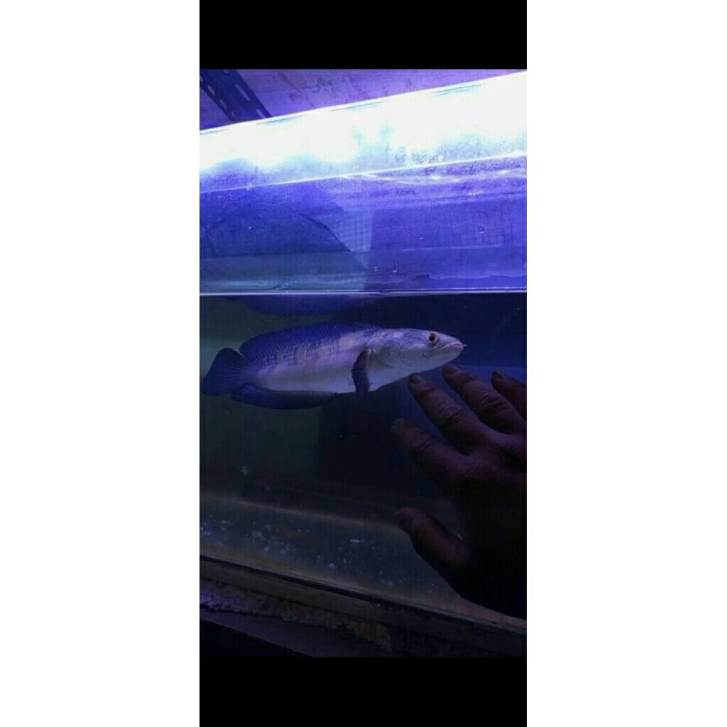 Channa Red Barito 40 cm-++