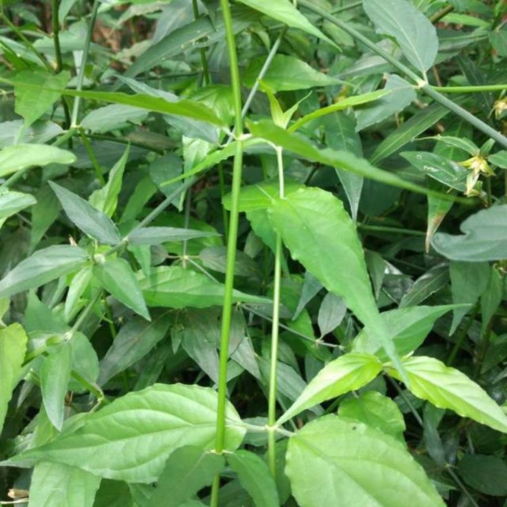 

daun belalai gajah segar berat 1 kg obat tumor