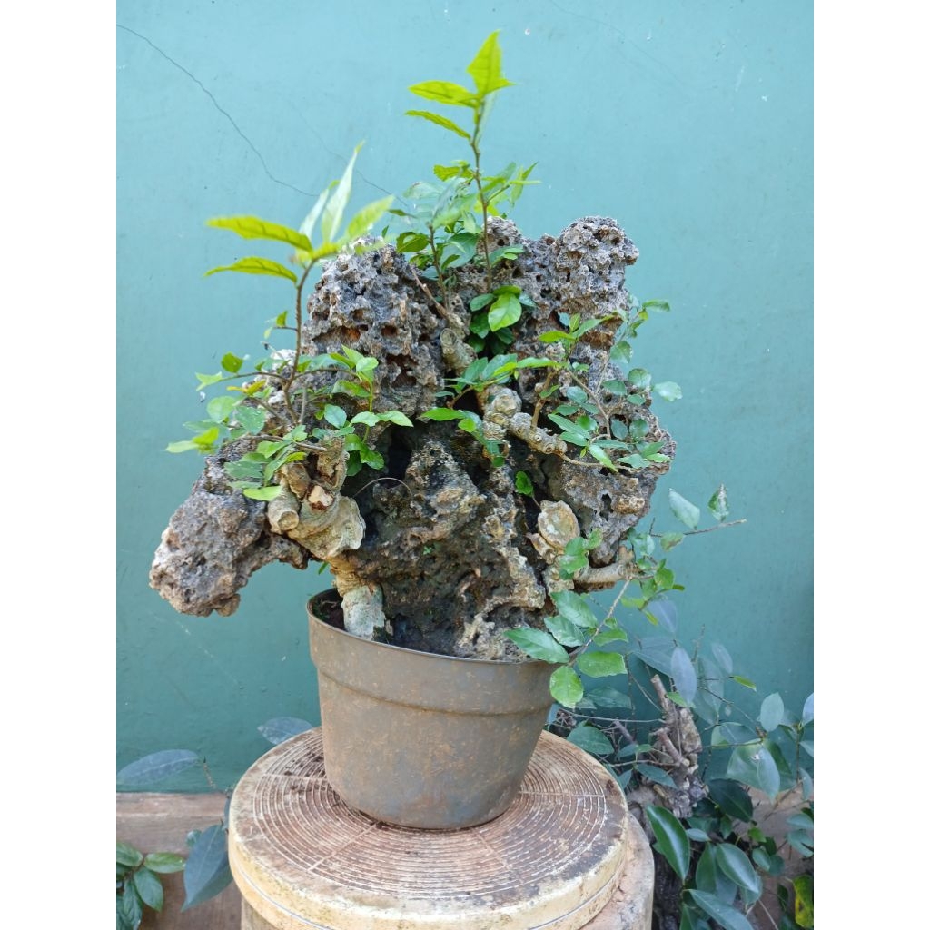 Bonsai Serut On The Rock