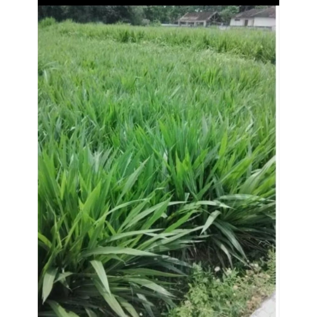 BIBIT ODOT