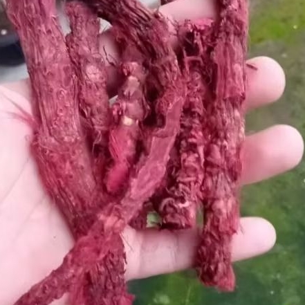 

umbi jeringau merah asli dari kalimantan