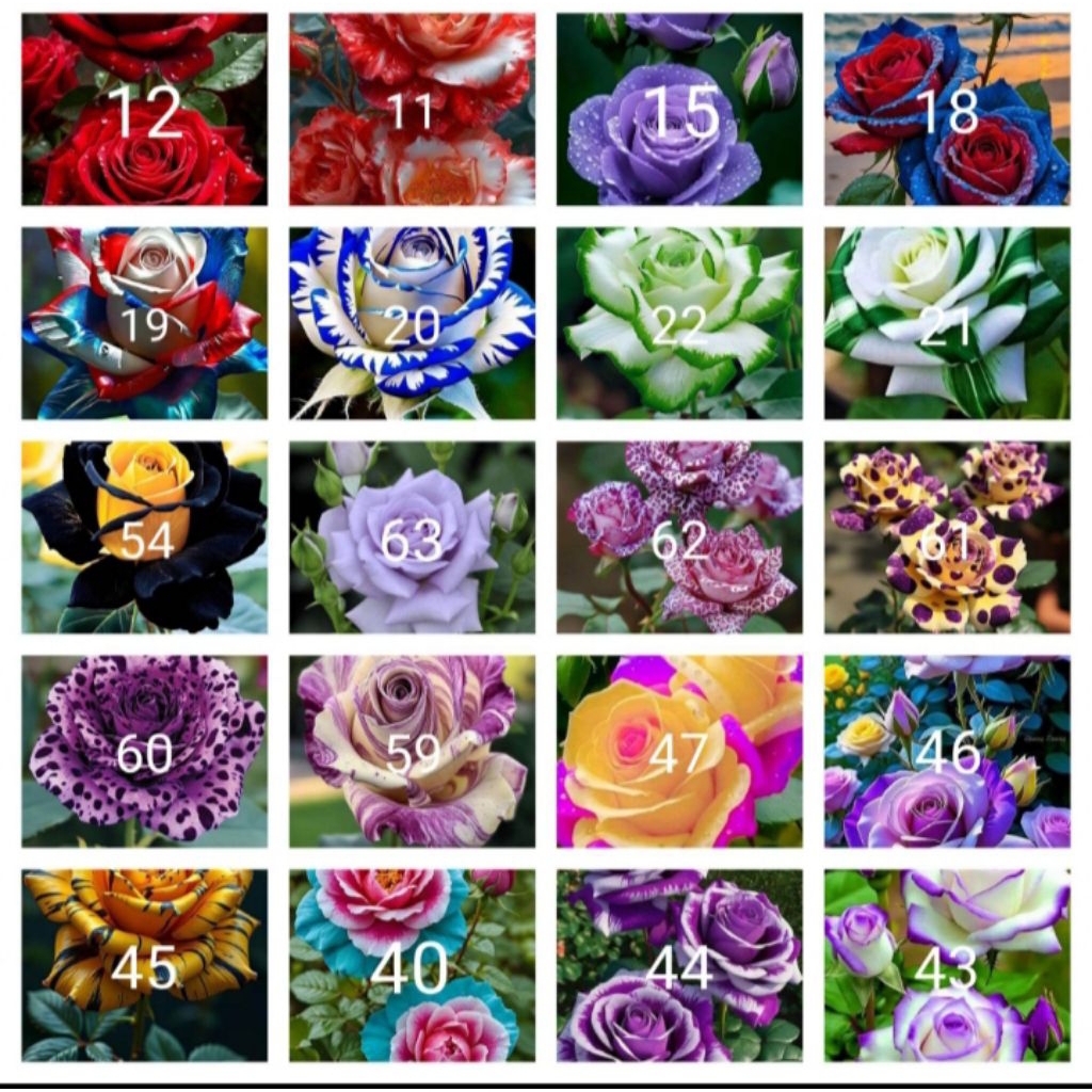 Tanaman hias bunga mawar paket 20 jenis2x bunga