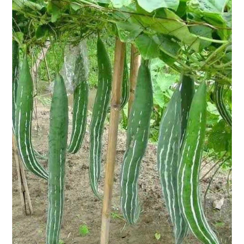 bibit pare belut/ular