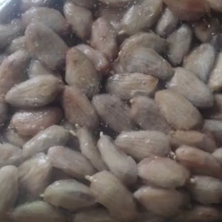 bibit kacambah kakao mcc 02 klon 45 ori per 250 biji