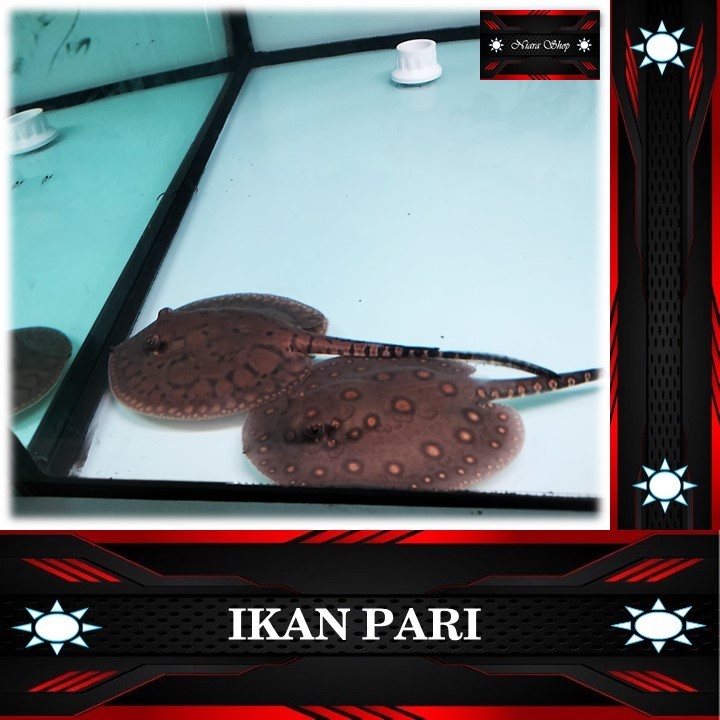 Ikan Hias Pari Freshwater Stingray