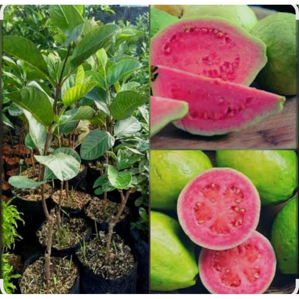 Bibit cangkok jambu biji merah