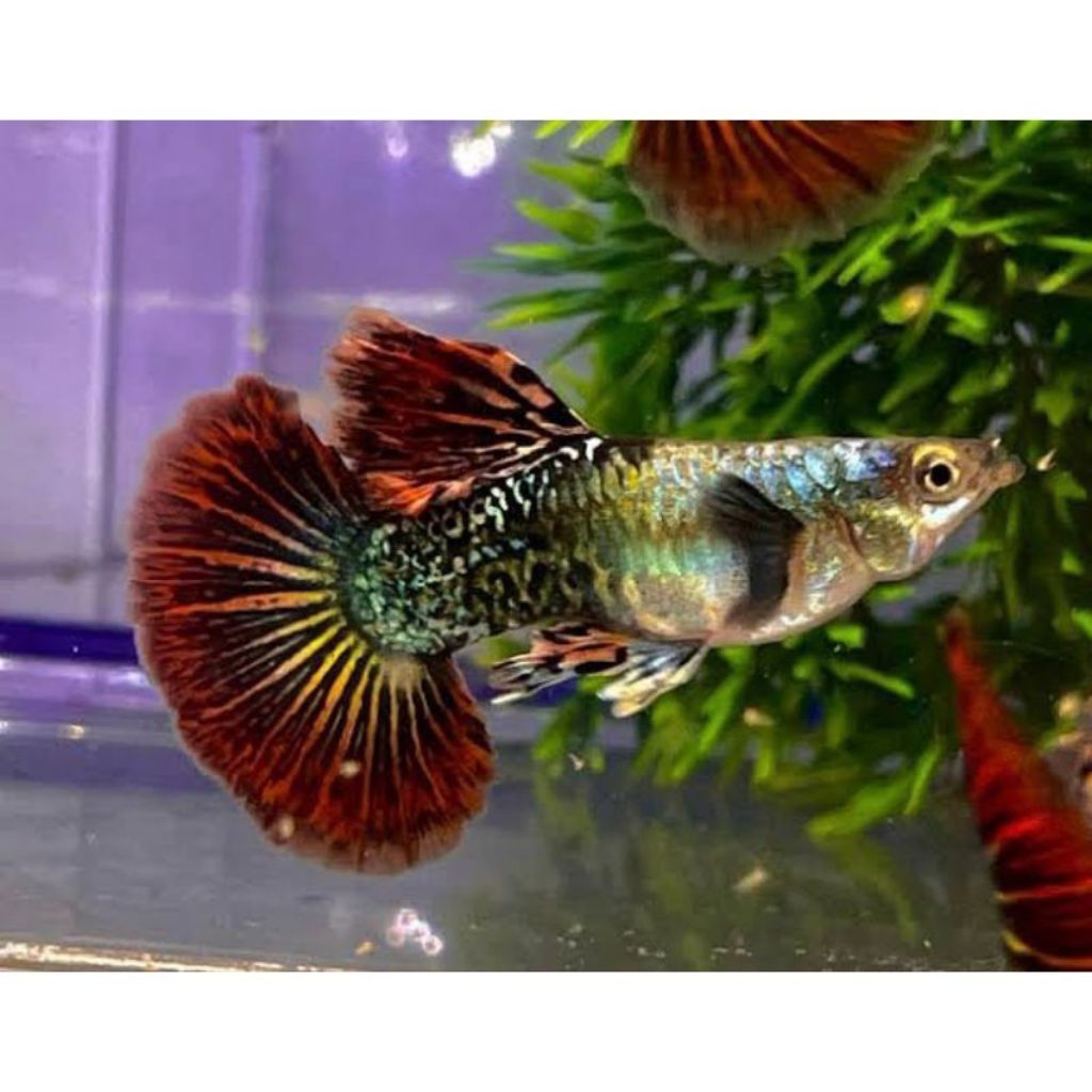 guppy murah red dragon sepasang  Halfmoon