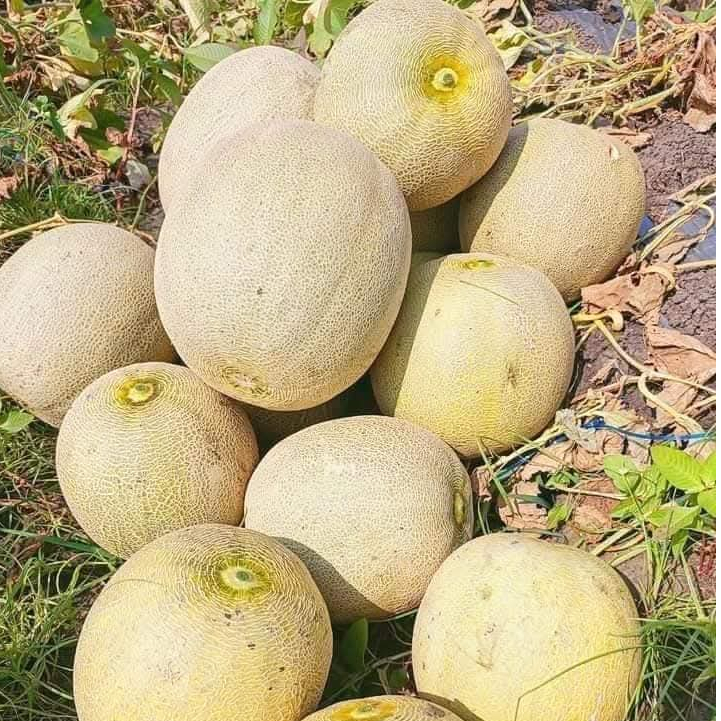 Oppashop_ 1000 Benih Melon Madu Mandala F1 Bibit Unggul Melon Jumbo Manis Premium Tahan Virus, Anti