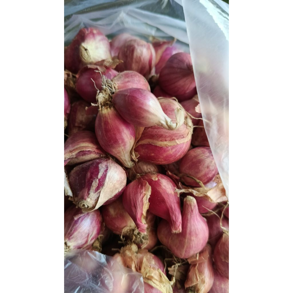 

bawang merah sedang