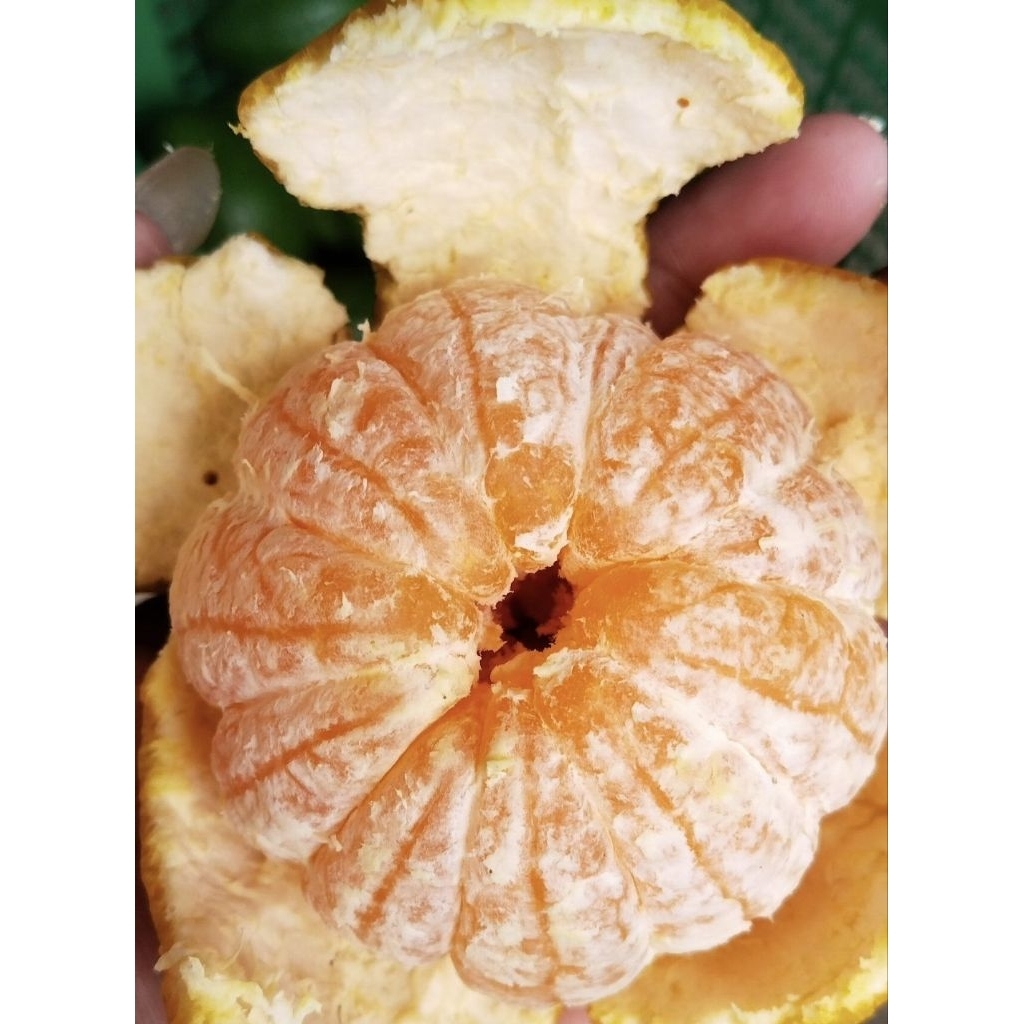 

jeruk medan besar isi 6-7 ± 1 kg