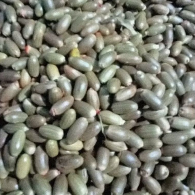 

BUAH MELINJO KUPAS MURAH DI KIRIM DARI BANTEN BIJI MILINJO BIJI BUAH MELINJO MALINJO MLINJO TANGKIL