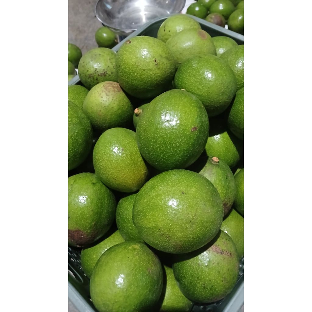 

Alpukat Premium Fresh