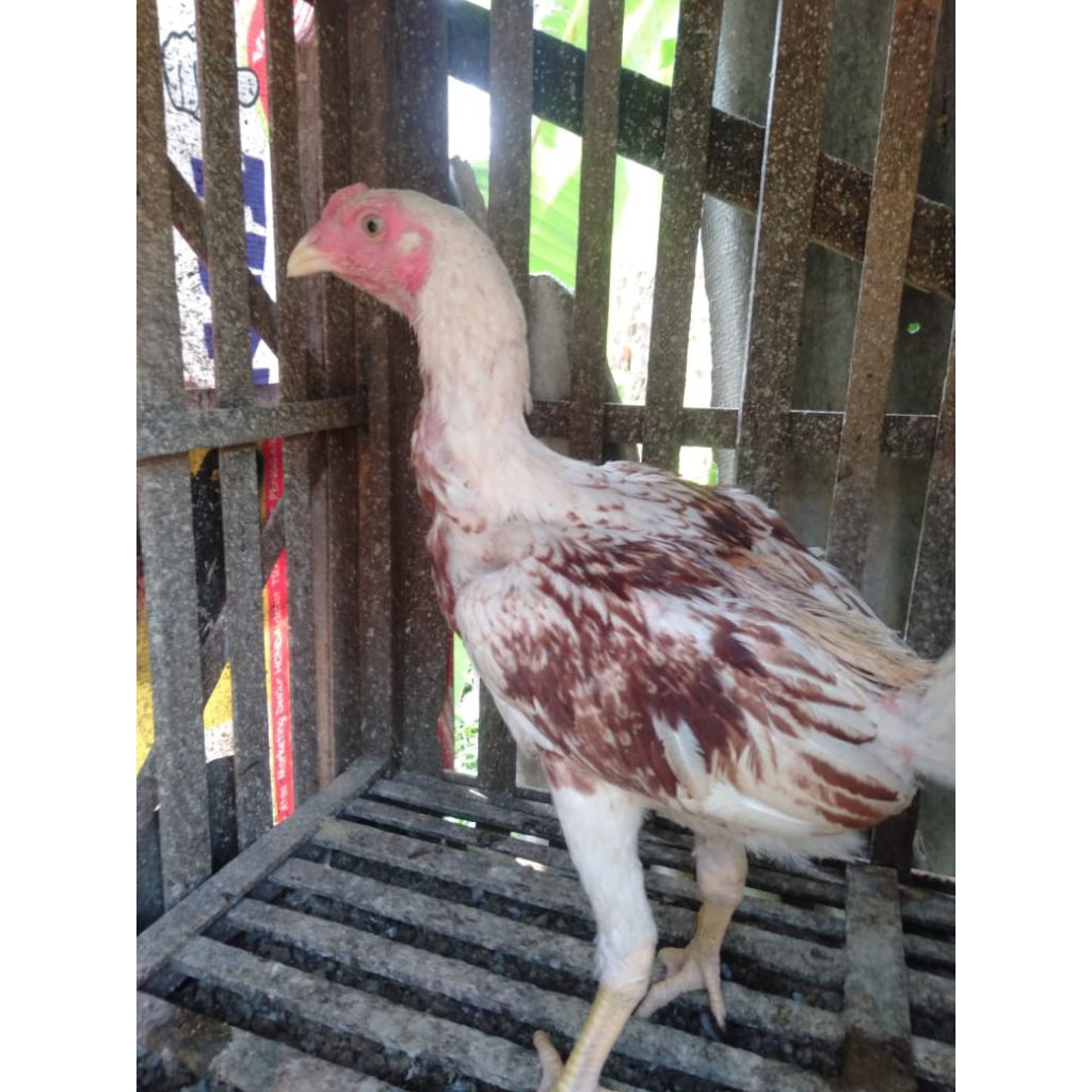 Plucker White Dragon Sepasang Anakan Remaja Materi Kandang Jawara